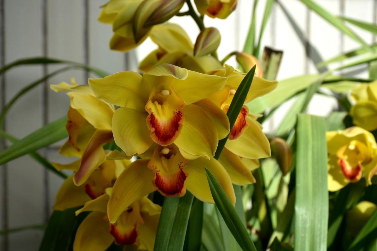 Orchid House - T1 Apartment Брага Екстер'єр фото