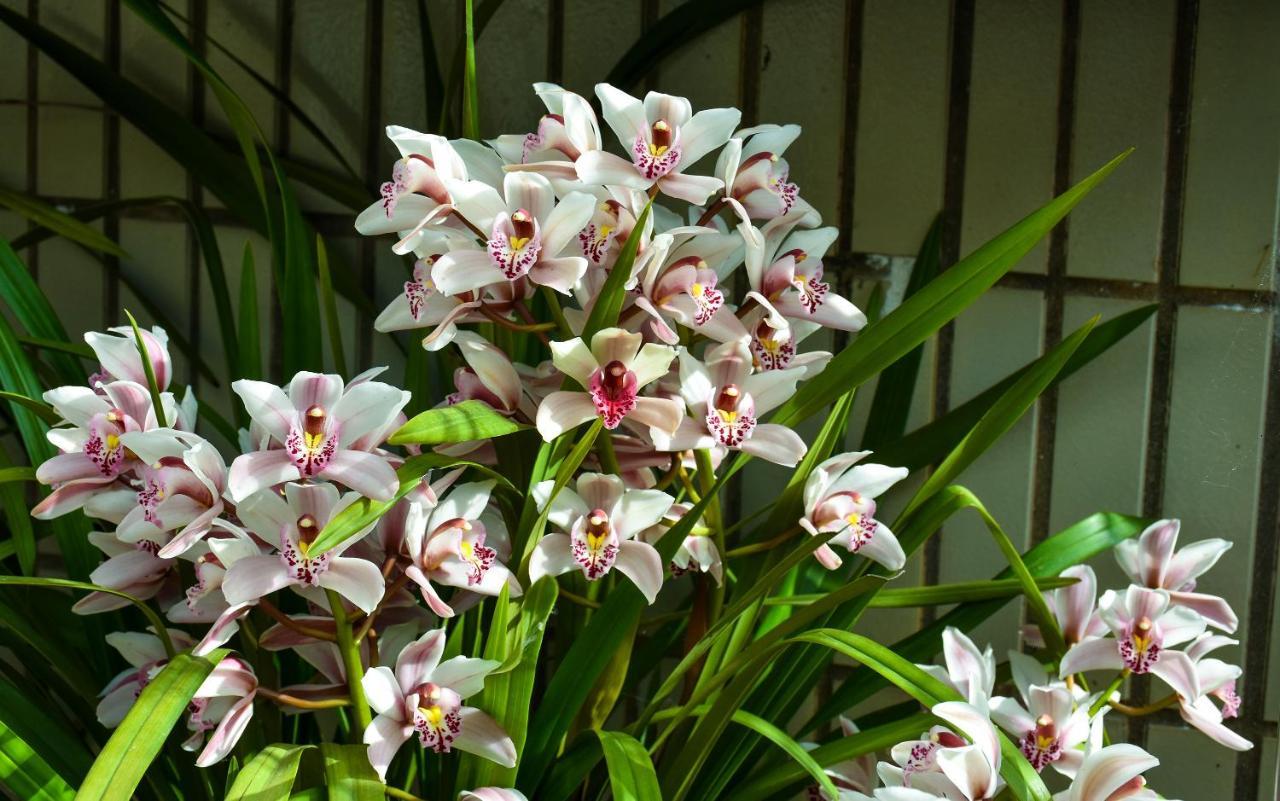 Orchid House - T1 Apartment Брага Екстер'єр фото